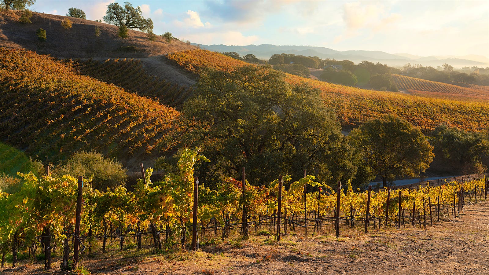 Copain's hillside vines in Sonoma's Russian River Valley