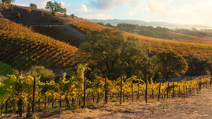 Located in Sonoma's Russian River Valley, Copaín is known for its cool-climate Pinot Noir and Chardonnay bottlings, but it also makes other wines, including a white blend.