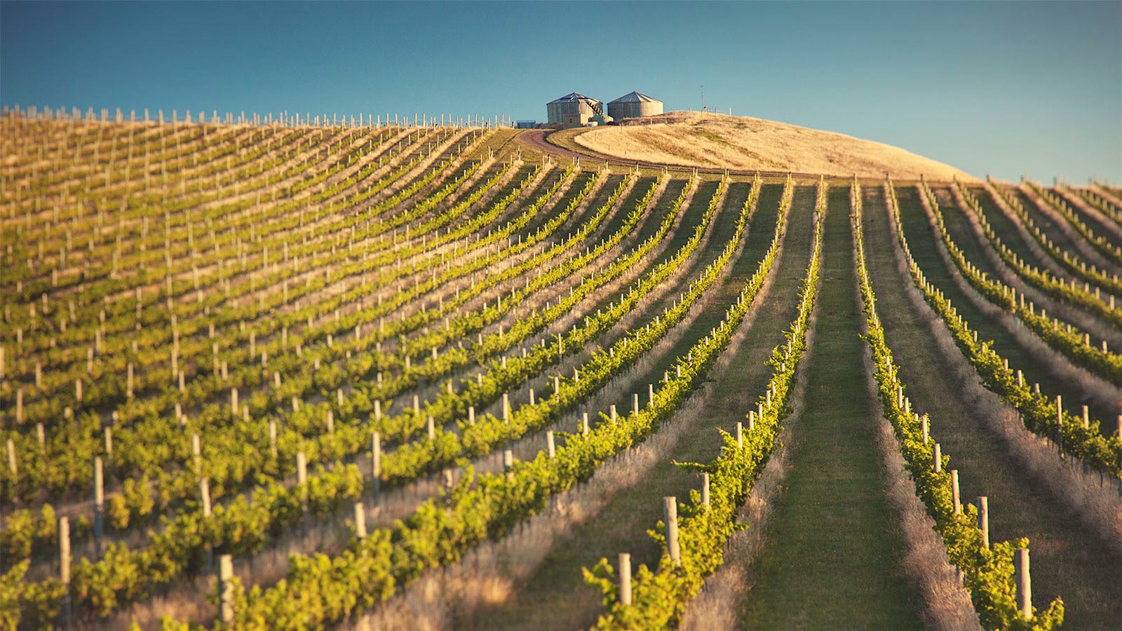 Loveblock vineyard in New Zealand