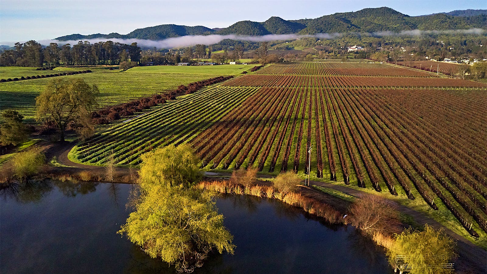 Silverado Vineyards' Miller Ranch vineayrd in Yountville, Napa Valley