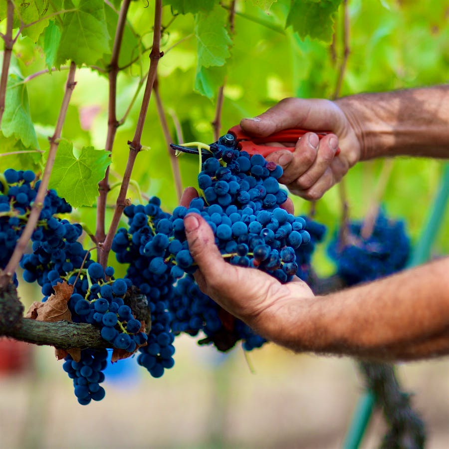 Aglianico grapes from Southern Italy are full of polyphenols such as resveratrol and quercetin, proven to have many medicinal properties.