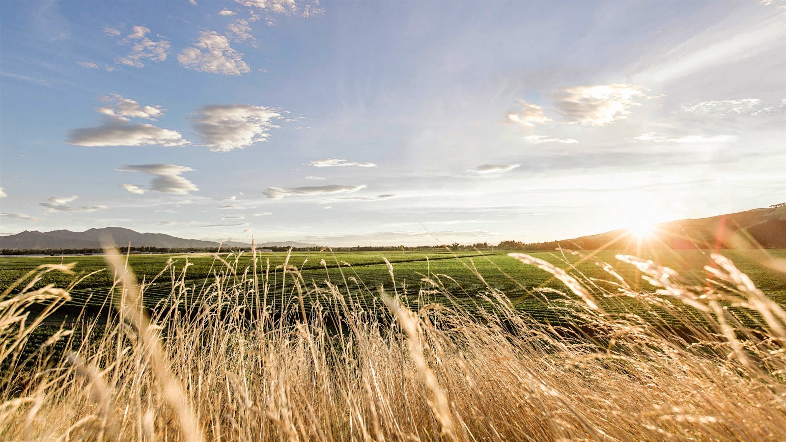 Vines of winery Jules Taylor in New Zealand. Photo credit: Lisa Duncan/Courtesy of Jules Taylor Wines