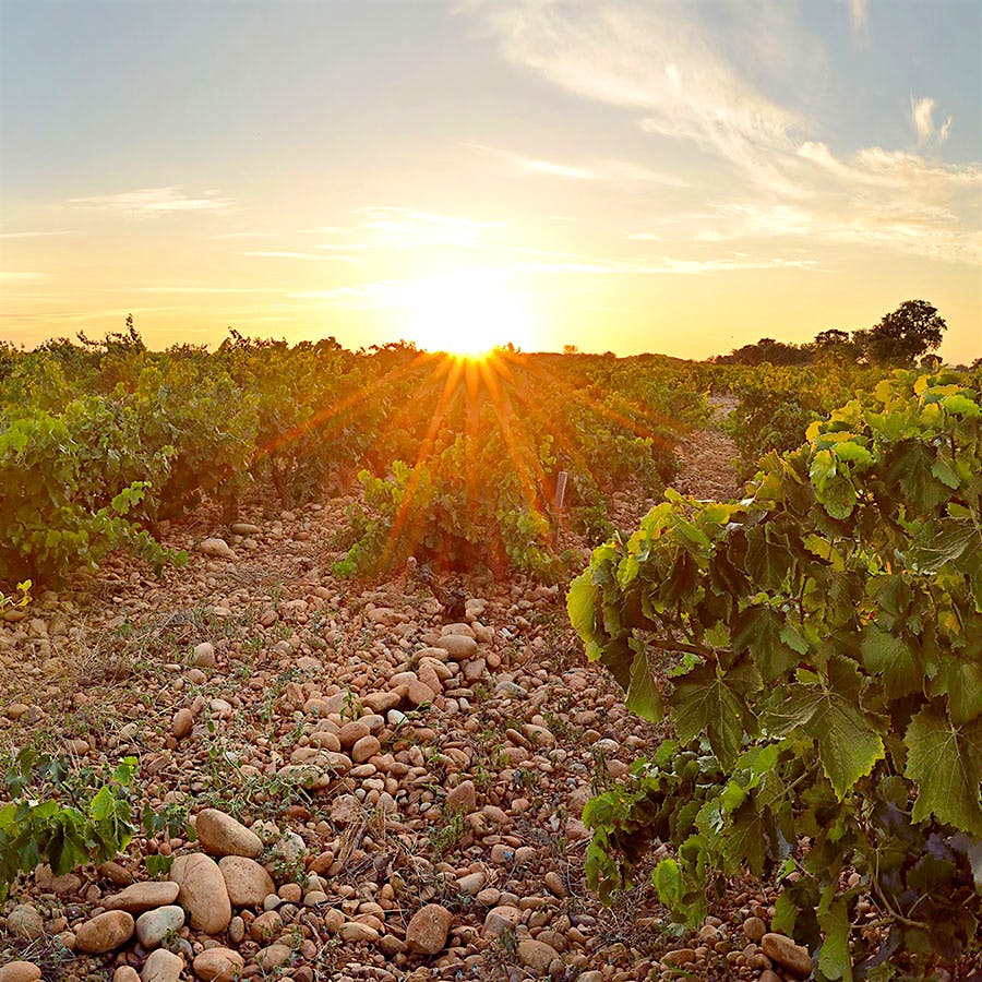 In the Southern Rhône Valley, the Brotte family's Domaine Barville is a source of fantastic Châteauneuf-du-Pape wines.