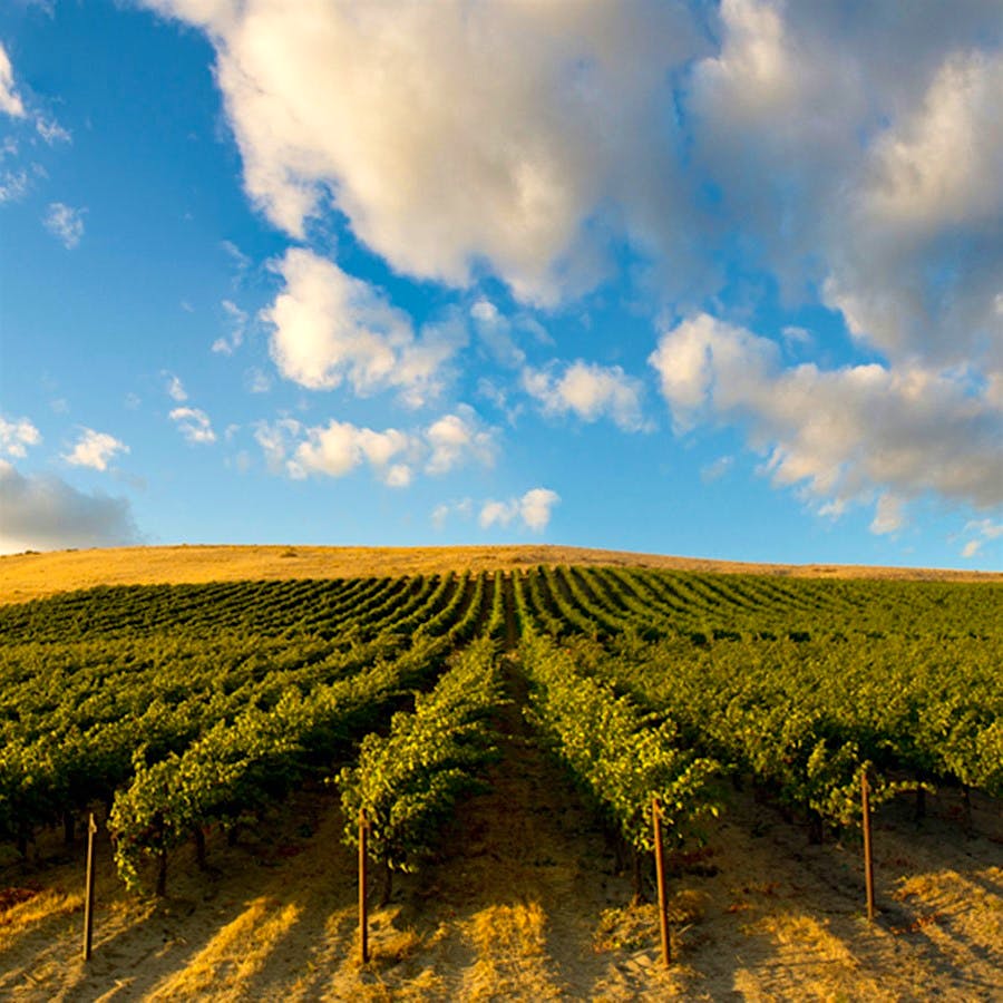Chateau Ste. Michelle's Canoe Ridge estate comprises an impressive 559 acres and is a source for the winery's Cabernet and other noteworthy wines.
