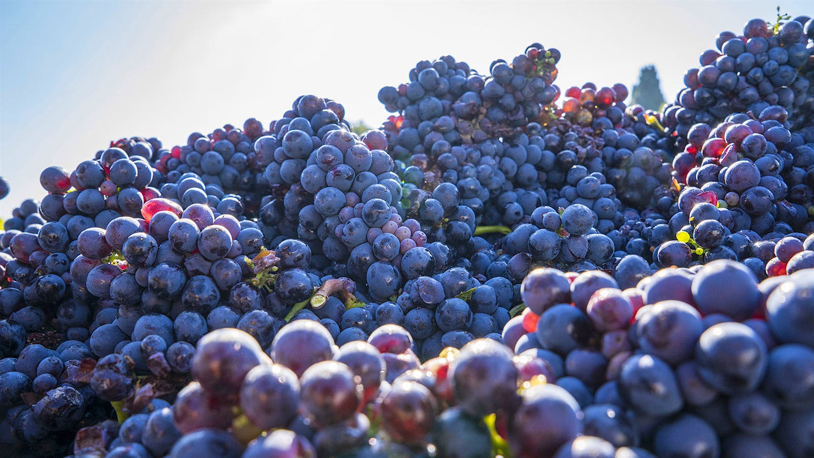  A pile of red wine grapes