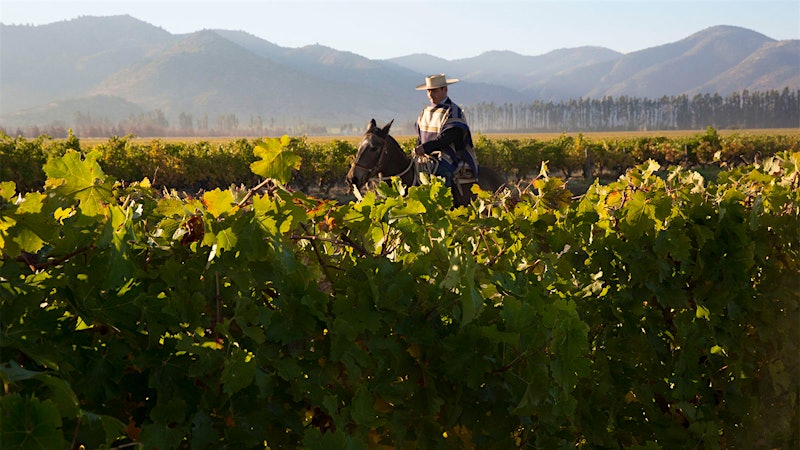 8 Amazing Chilean Wines Priced $32 or Less