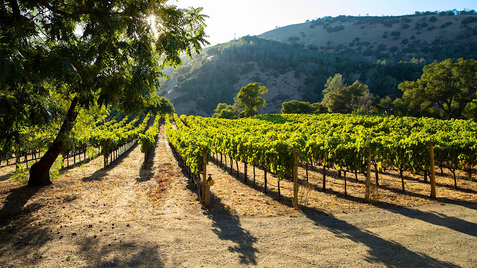 We Just Reviewed 7 Outstanding California Zinfandels Priced as Low as $19