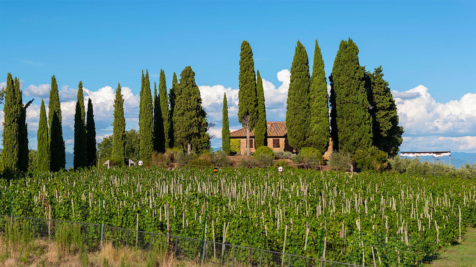 Insider Weekly Newsletter—Feb. 26, 2025, Edition