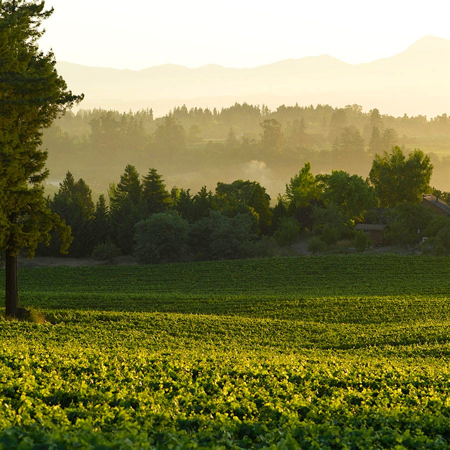 Vintners Steve Dutton and Dan Goldfield founded Pinot Noir leader Dutton-Goldfield Winery in Sonoma's Russian River Valley in the late 1990s.
