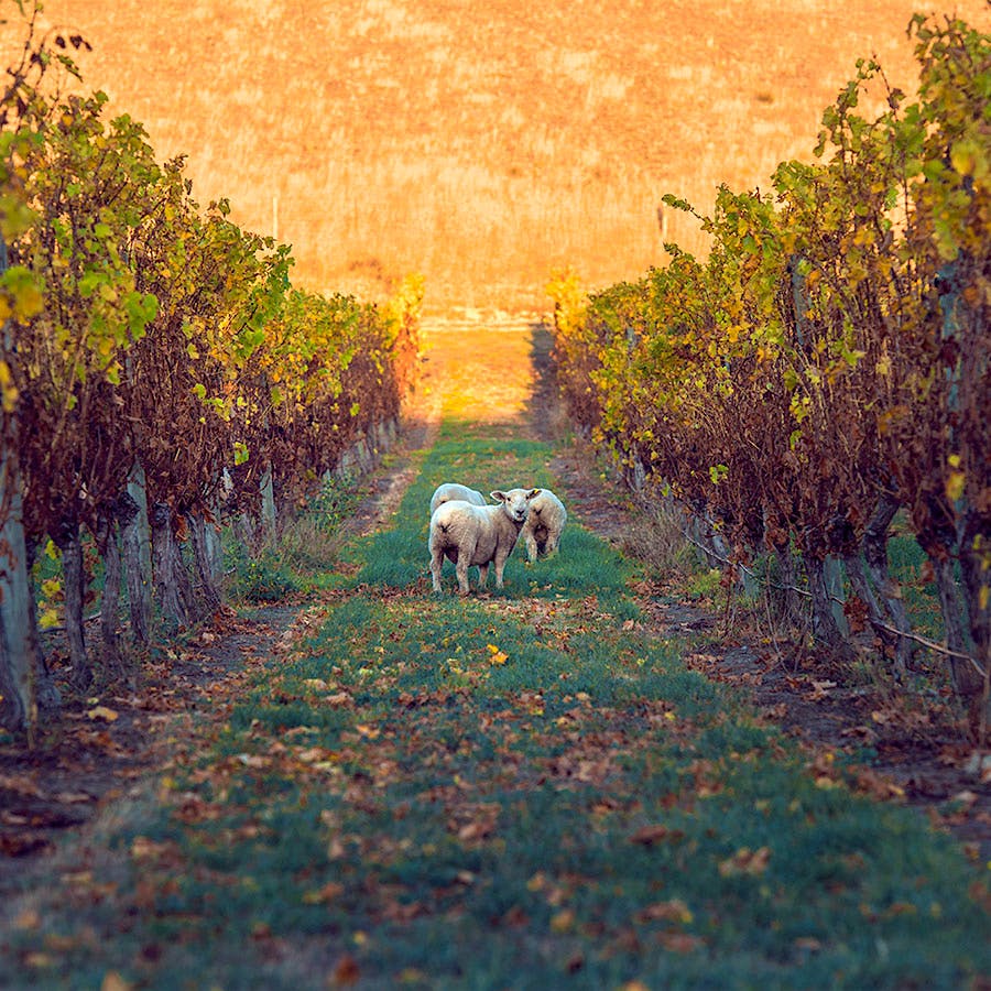 Rapaura Springs' Marlborough vines are home to more than just Sauvignon Blanc grapes ... .