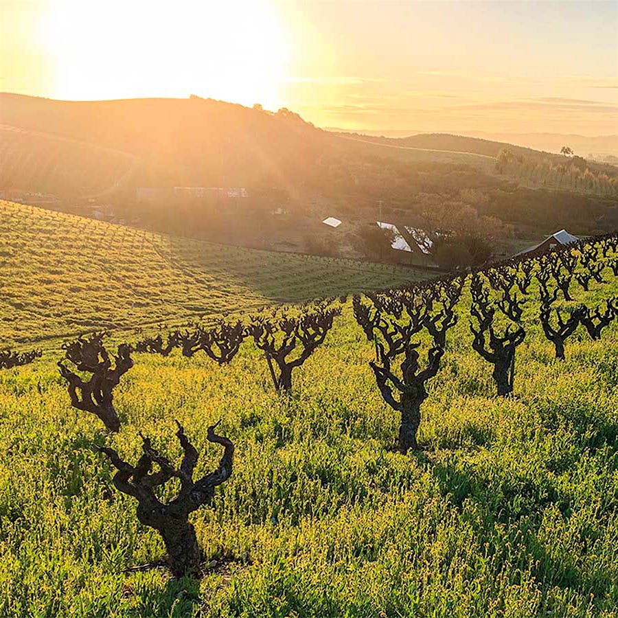 With vines over 100 years old, Pesenti Vineyard in Paso Robles has been a prime estate Zinfandel vineyard for Turley Cellars since 2000.