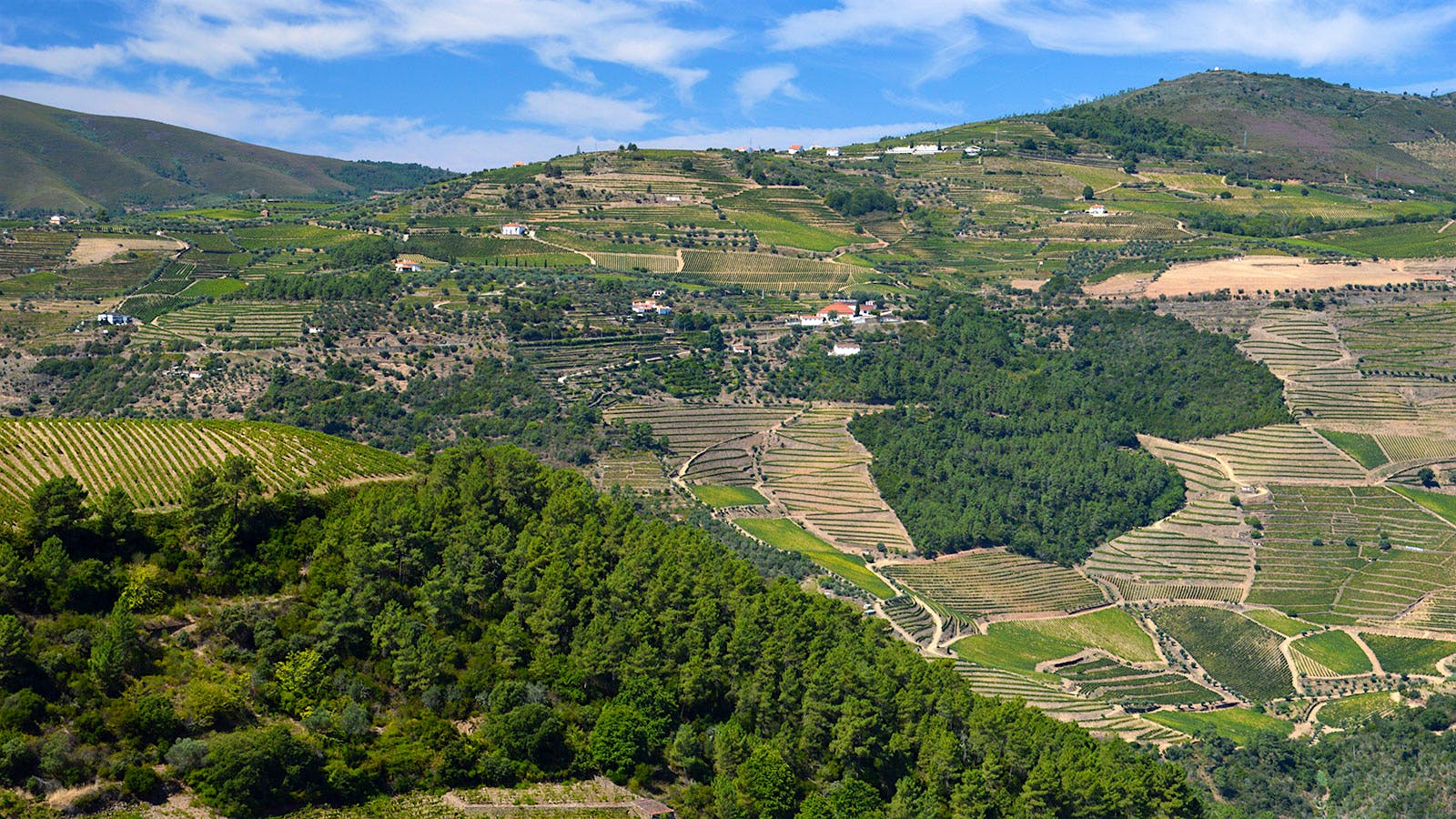 Quinta da Cavadinha vineyard in Portugal. Photo credit: Courtesy of Warre