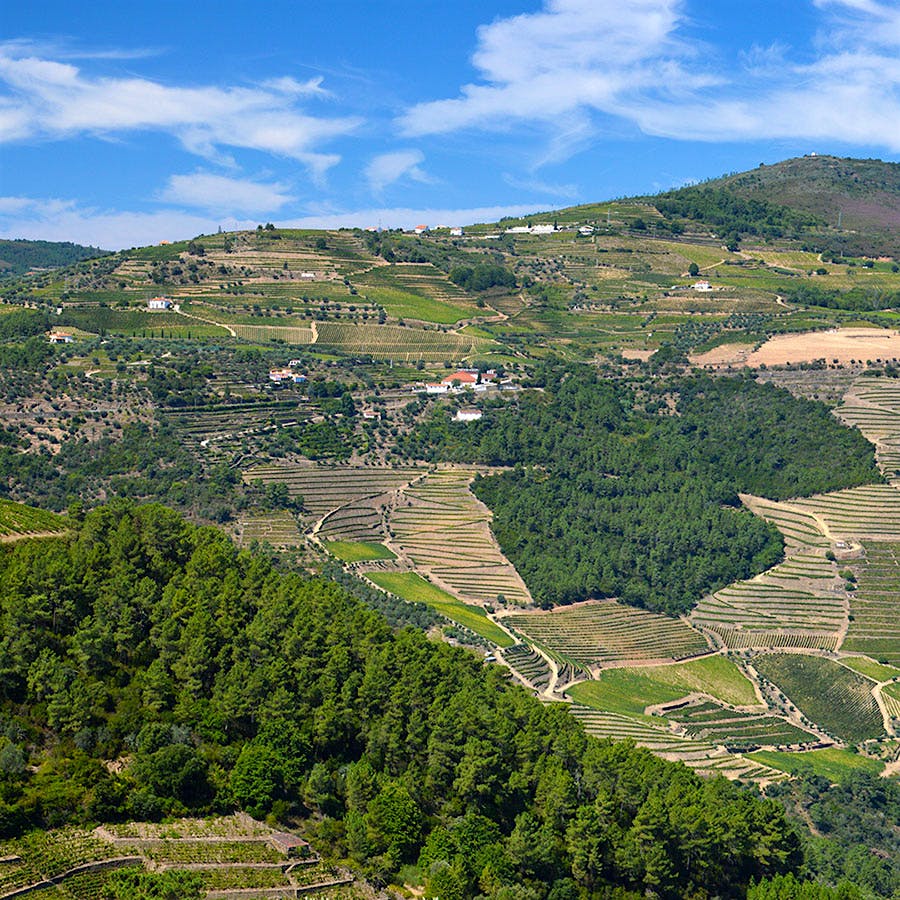 Quinta da Cavadinha vineyard in Portugal. Photo credit: Courtesy of Warre