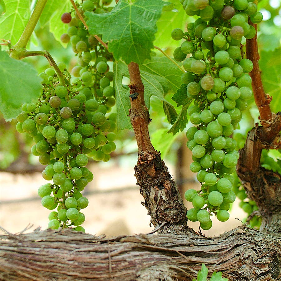 White grapes on a vine. Photo credit: Spiderplay/Getty Images