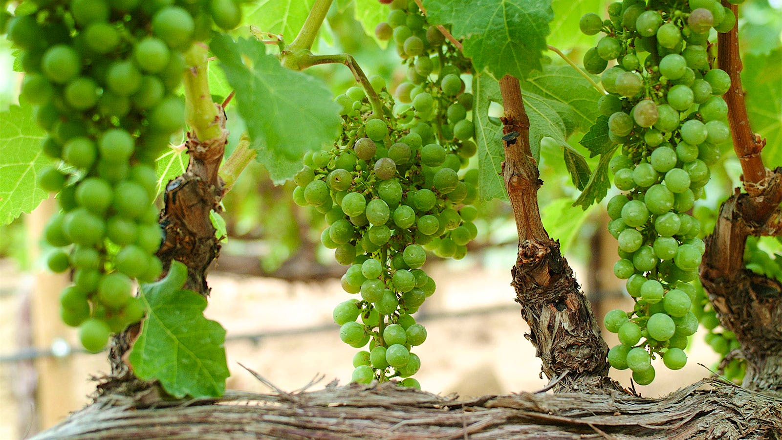 White grapes on a vine. Photo credit: Spiderplay/Getty Images
