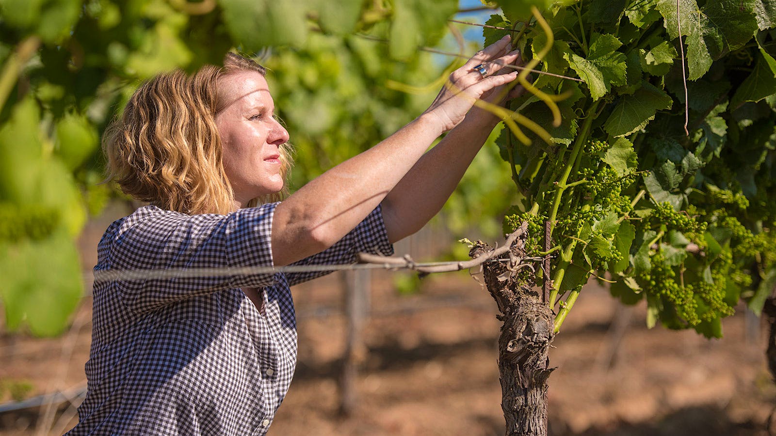  Bouchaine president and winemaker Chris Kajani inspects Pinot Noir vines.