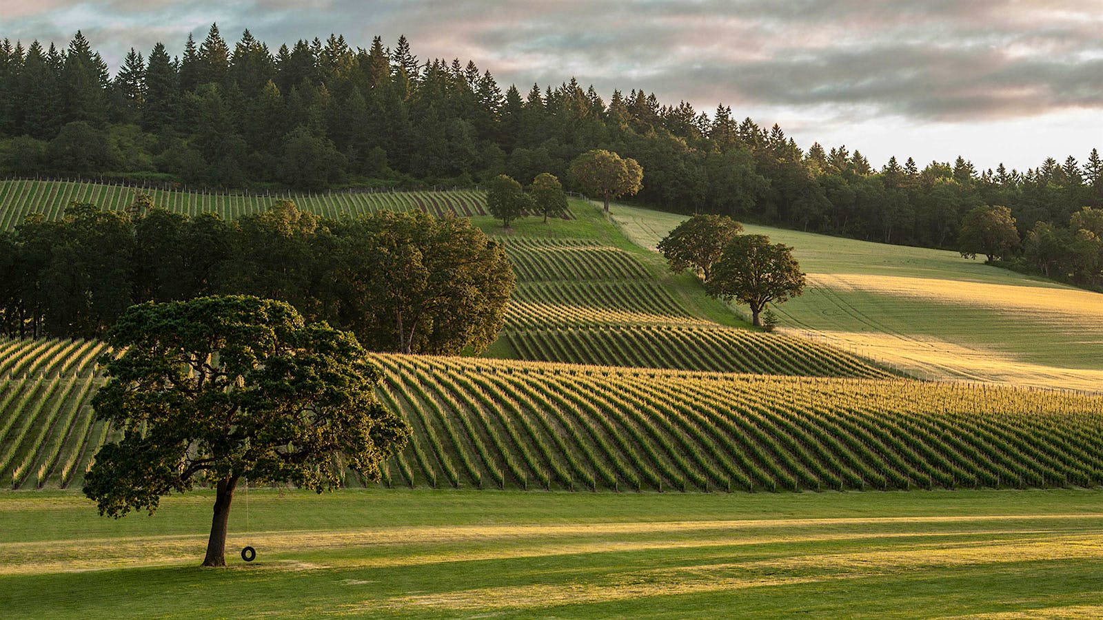 Stoller Vineyard's estate in Willamette Valley, Oregon