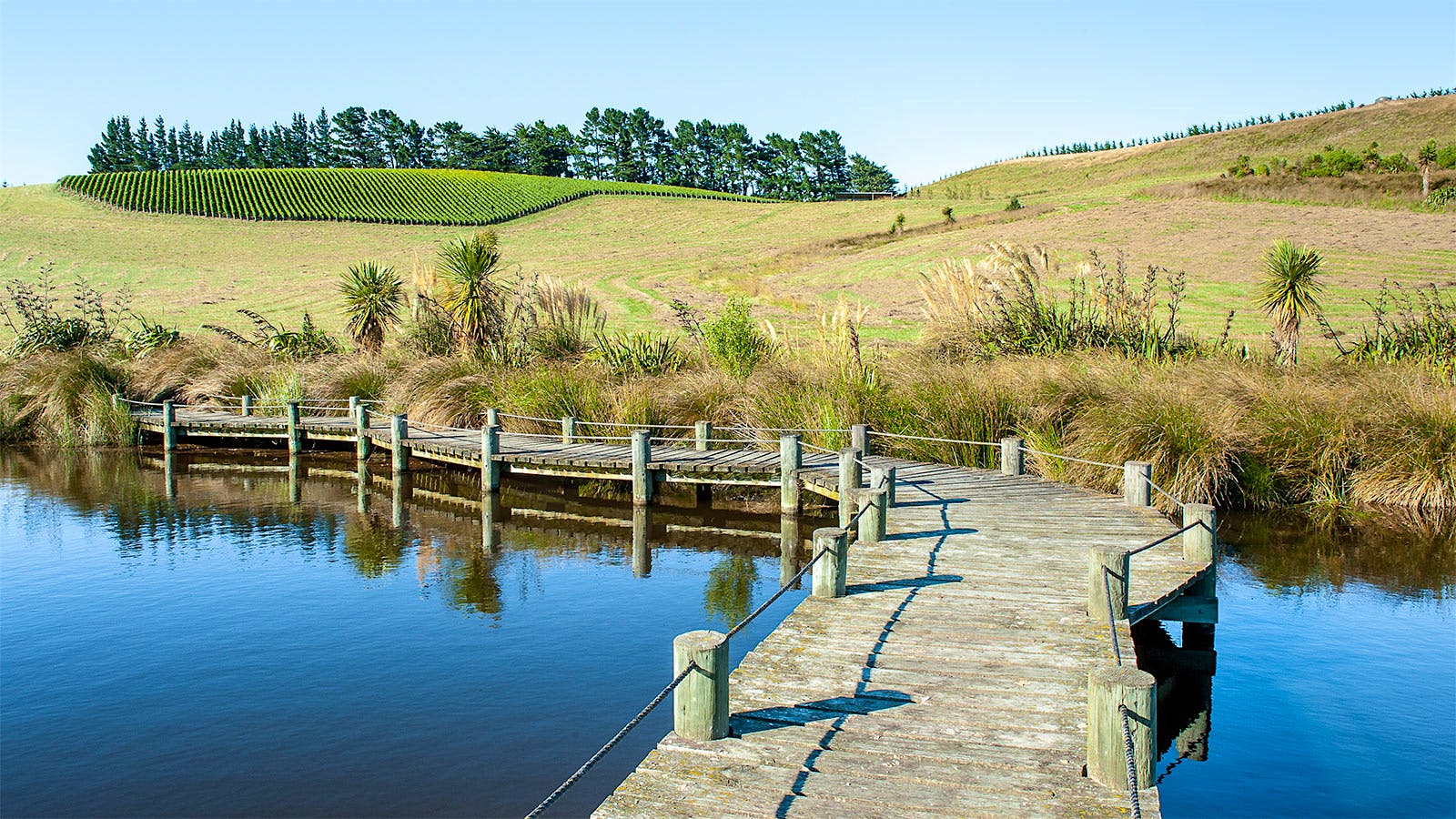 A dock near water and vines on Pyramid Valley's estate in New Zealand