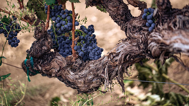 8 Tasty California Zinfandels Up to 92 Points