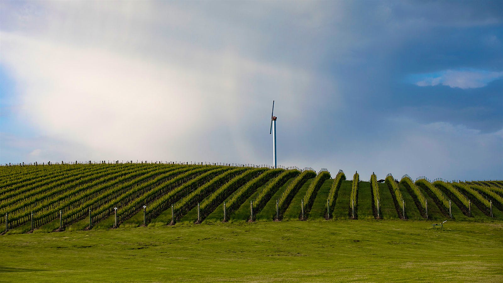 Blue Mountain Vineyard Columbia Valley Washington