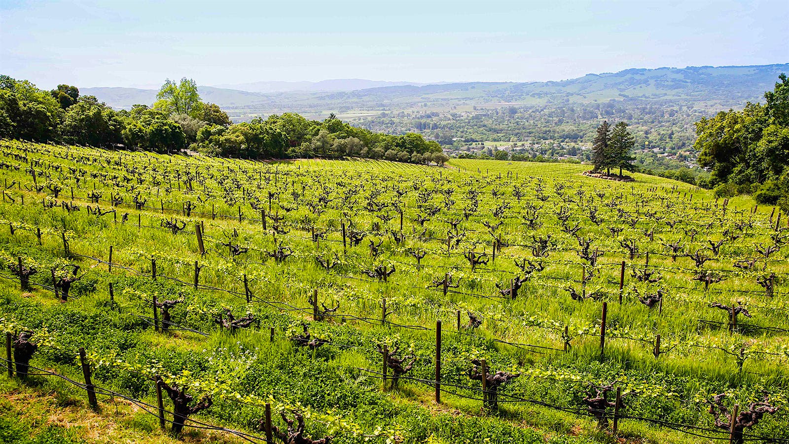 Explore Sonoma With These 8 Excellent Chardonnays at 90+ Points