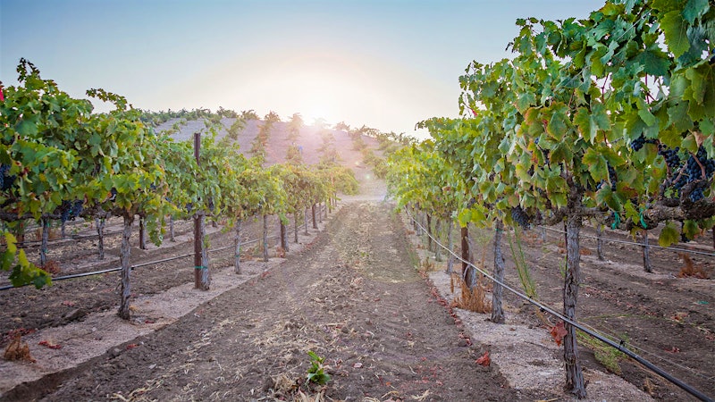8 Wonderful West Coast Values Up to 92 Points