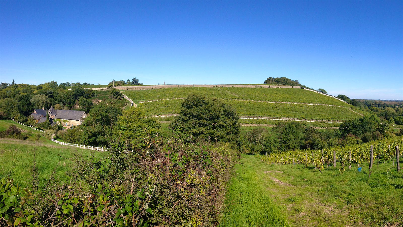  Famille Joly&rsquo;s La Coul&eacute;e de Serrant Chenin Blanc vineyard in Savenni&egrave;res, Loire Valley, France