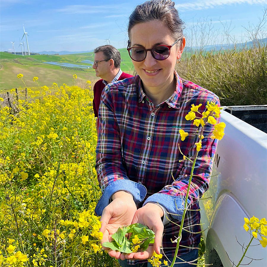  Melissa Muller, with Fabio Sireci in the background, waist-deep in flowering plants, holds wild spring greens