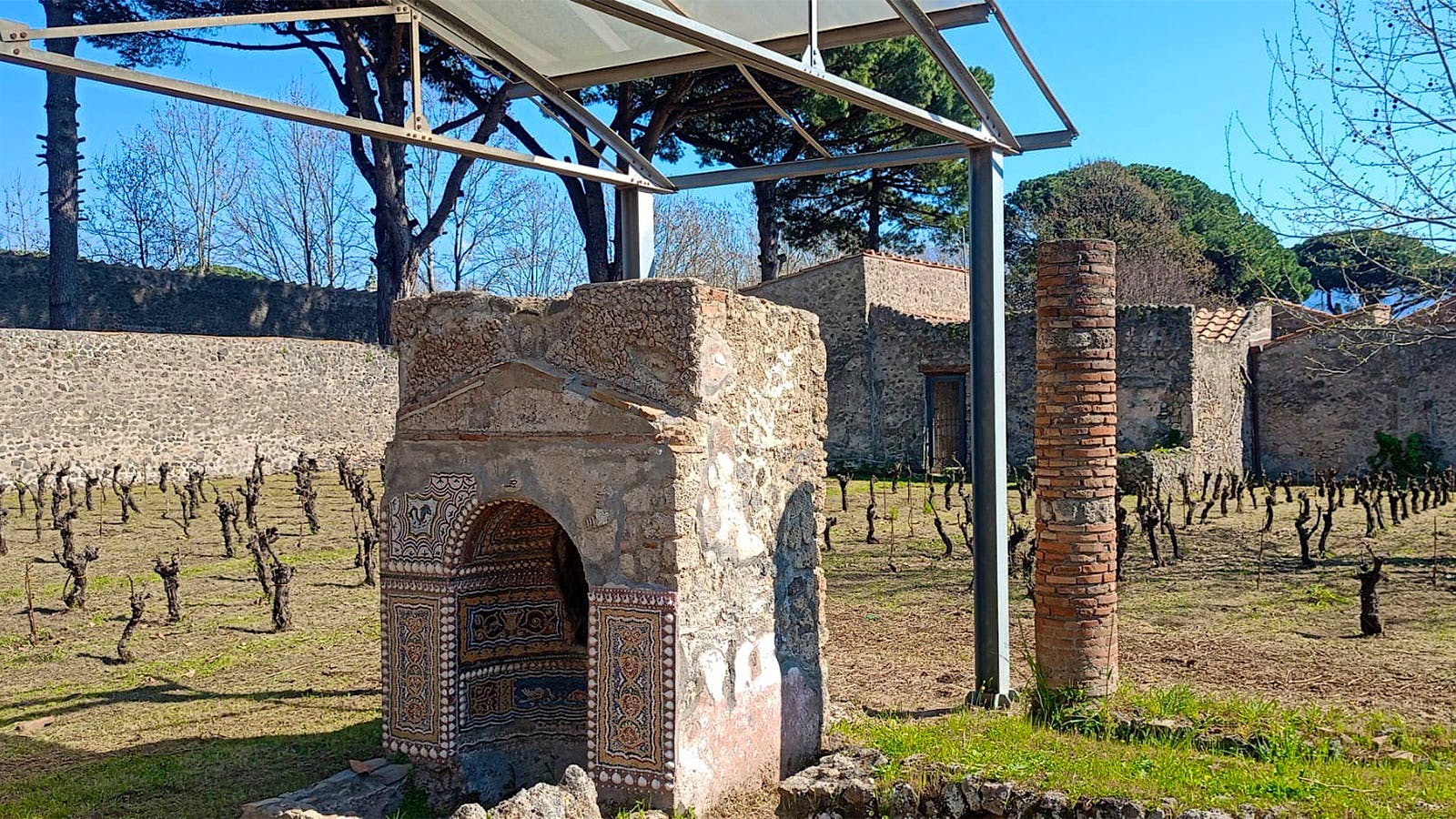  Vines planted in the ancient city of Pompeii.