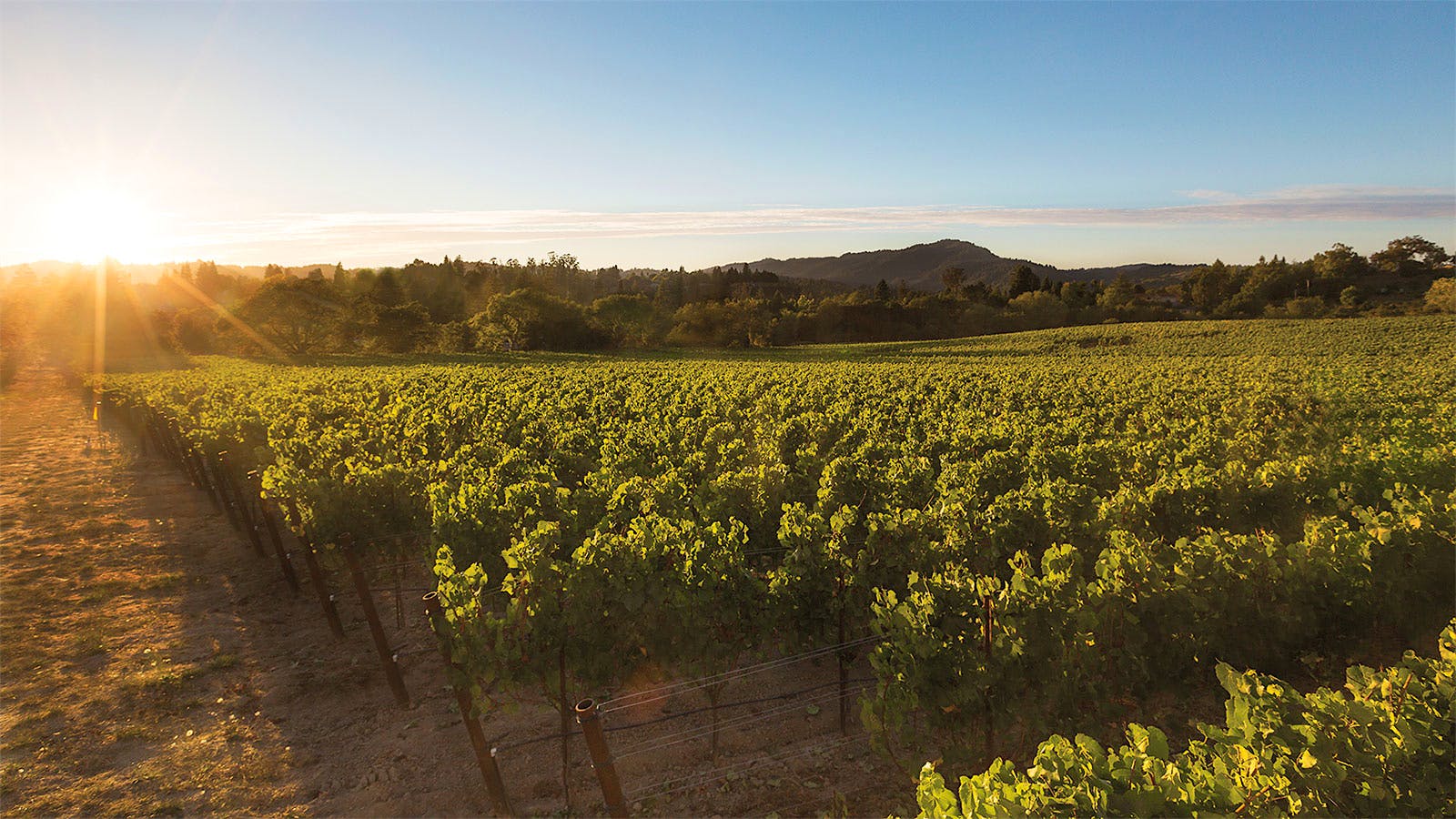 This white is rich, powerful and complex with stone fruit, citrus, smoked butterscotch and floral notes ... Play the game!