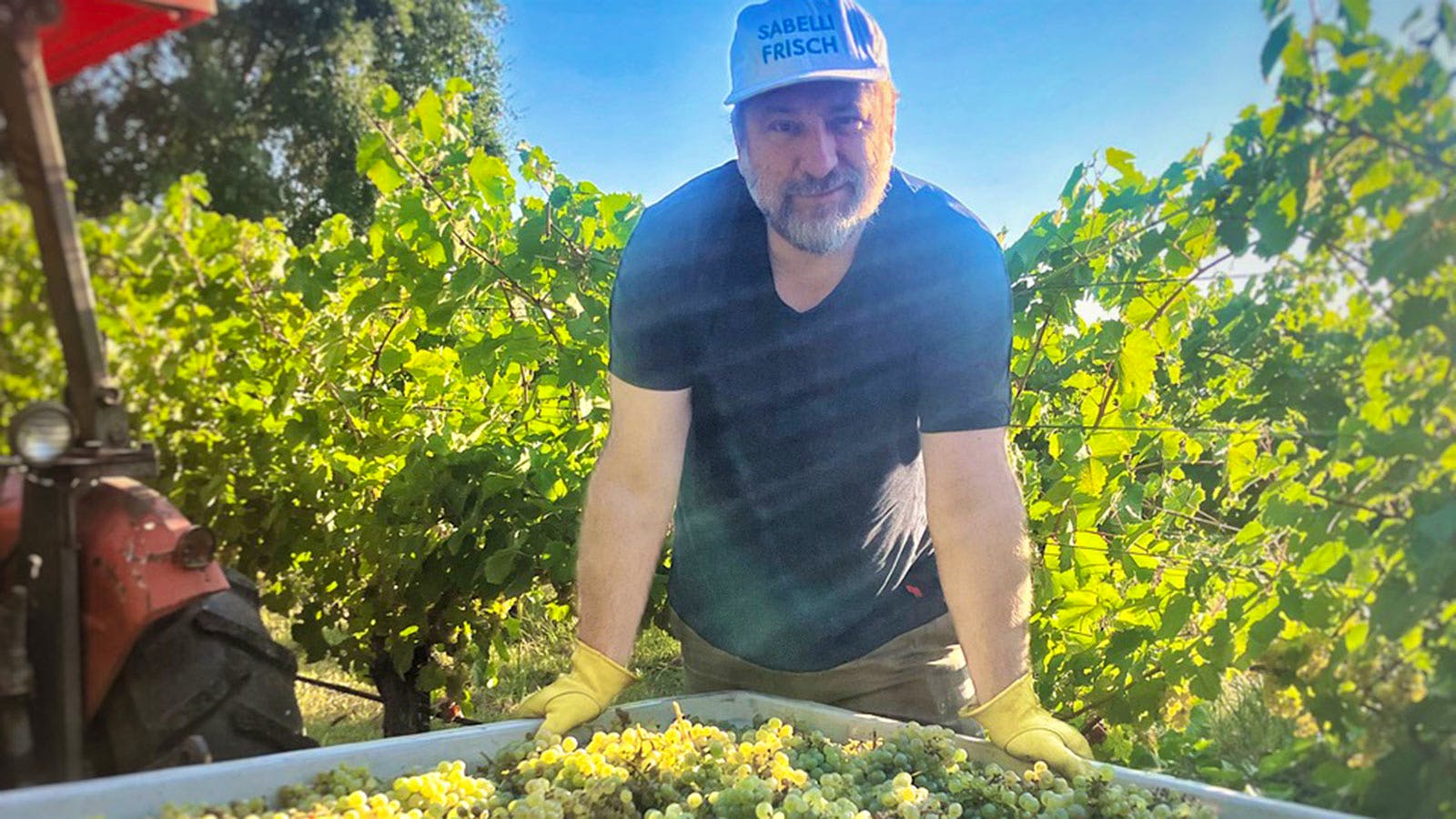  Adam Sabelli-Frisch inspects a bin of Riesling.