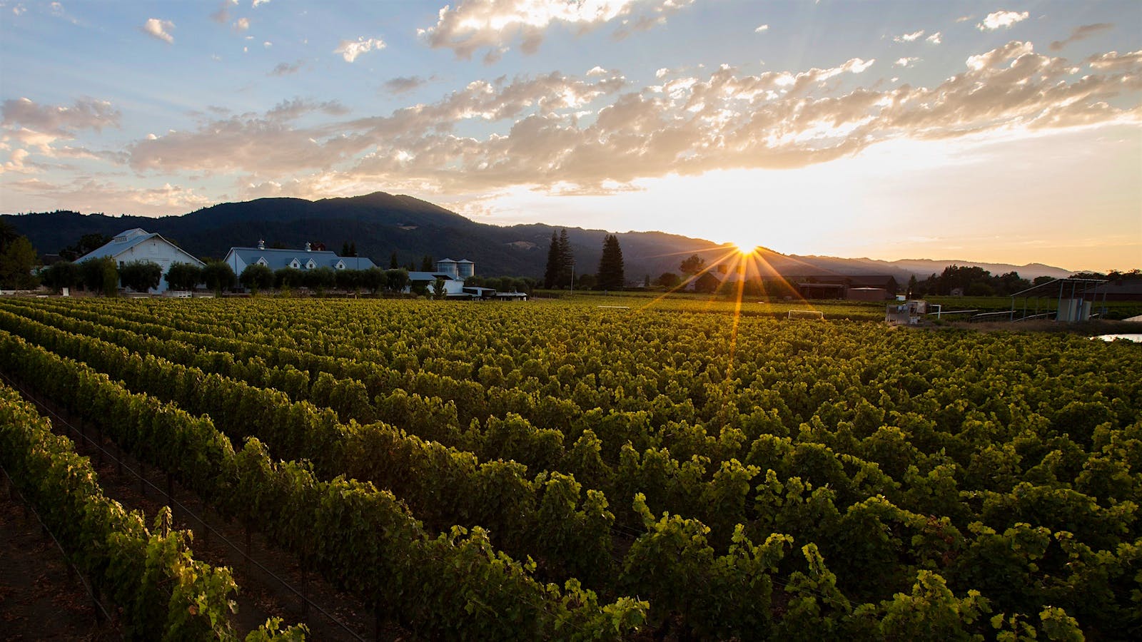  Nickel &amp; Nickel's Oakville estate vineyard.