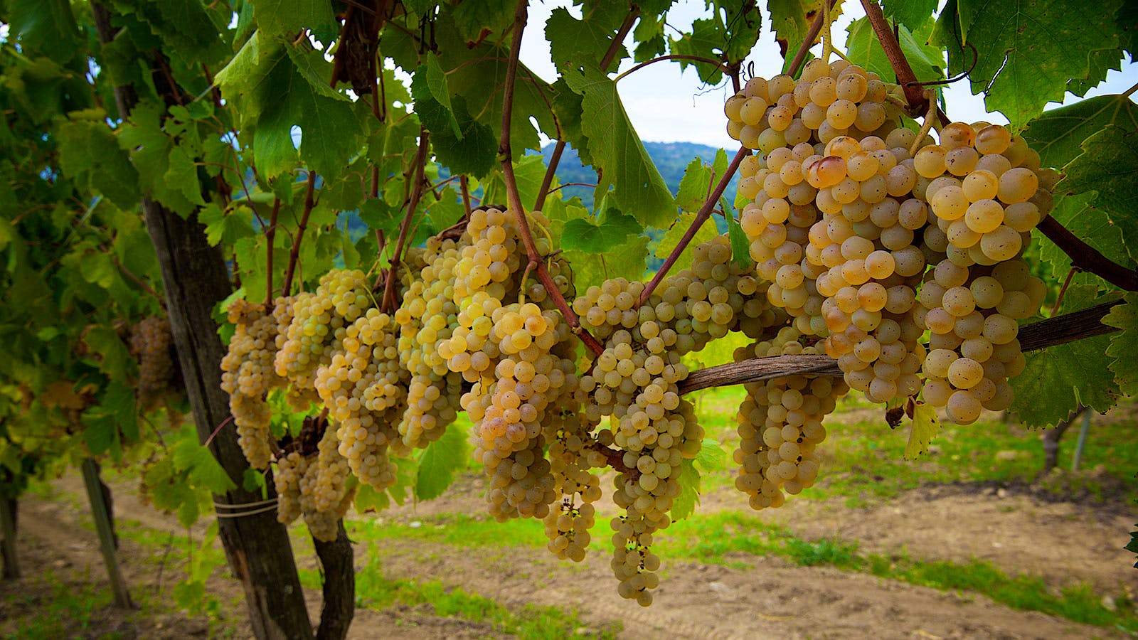  Bunches of Greco grapes hanging on the vine