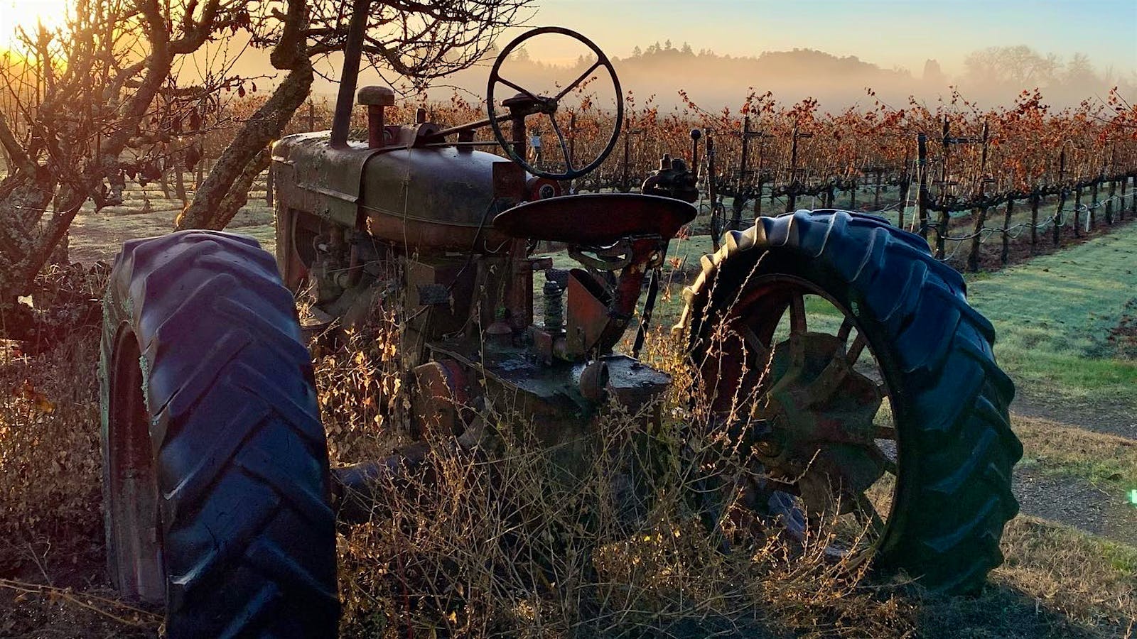  Ramey's Westside Farms Vineyard and tractor.