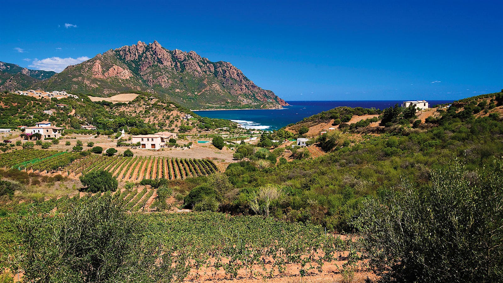 Vineyards and coastline in Sardinia, Italy