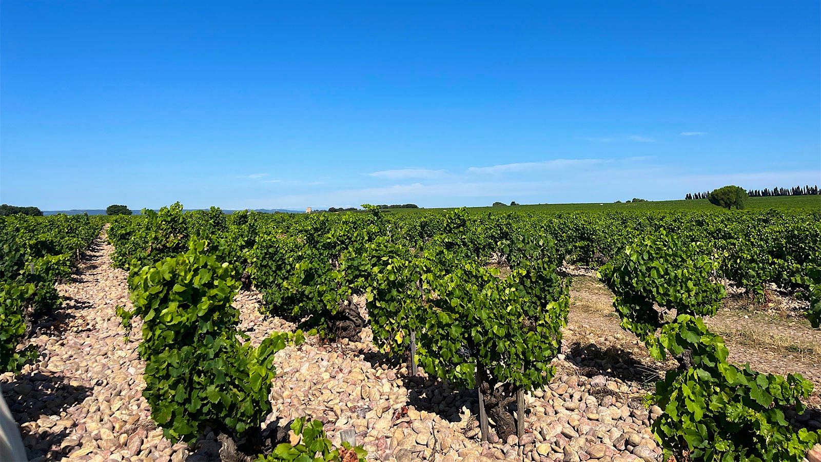  Old Grenache vines planted in La Crau