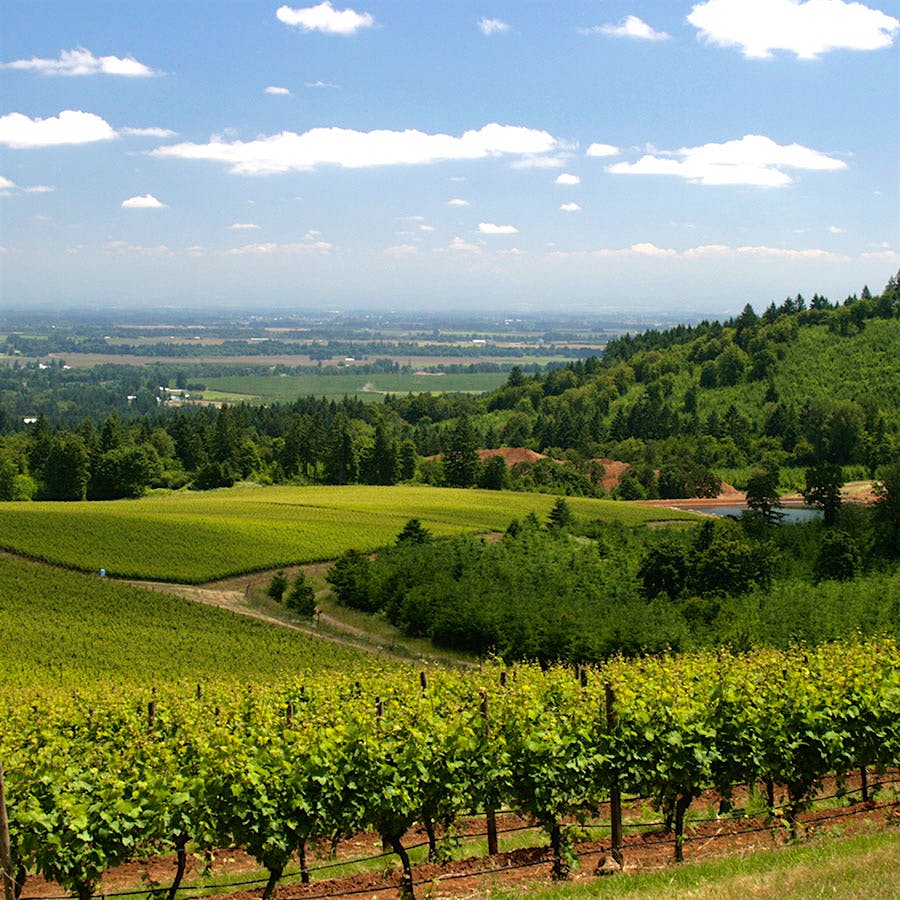 Argyle has sourced grapes from its Knudsen Vineyard in Oregon’s Dundee Hills since 1987.