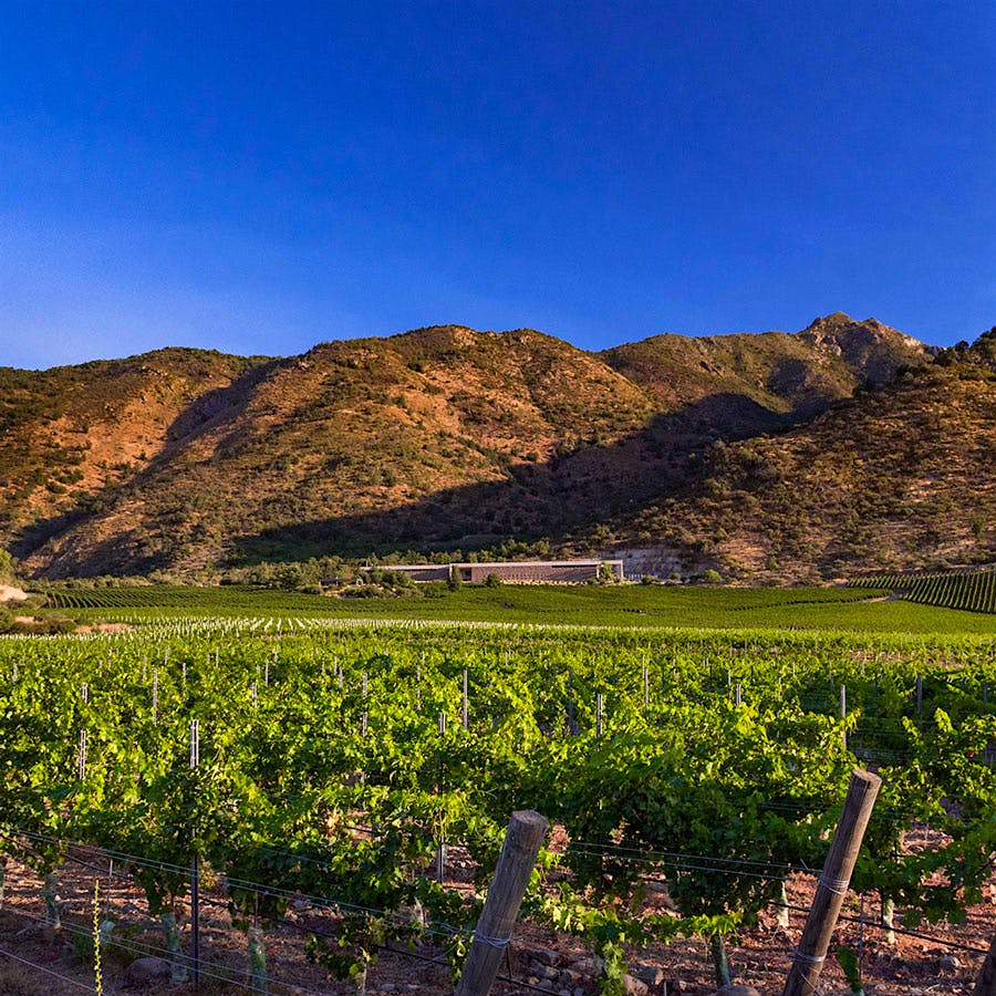 Viña San Pedro’s Sideral cuvée showcases the ability of many different grape varieties to thrive in Chile.