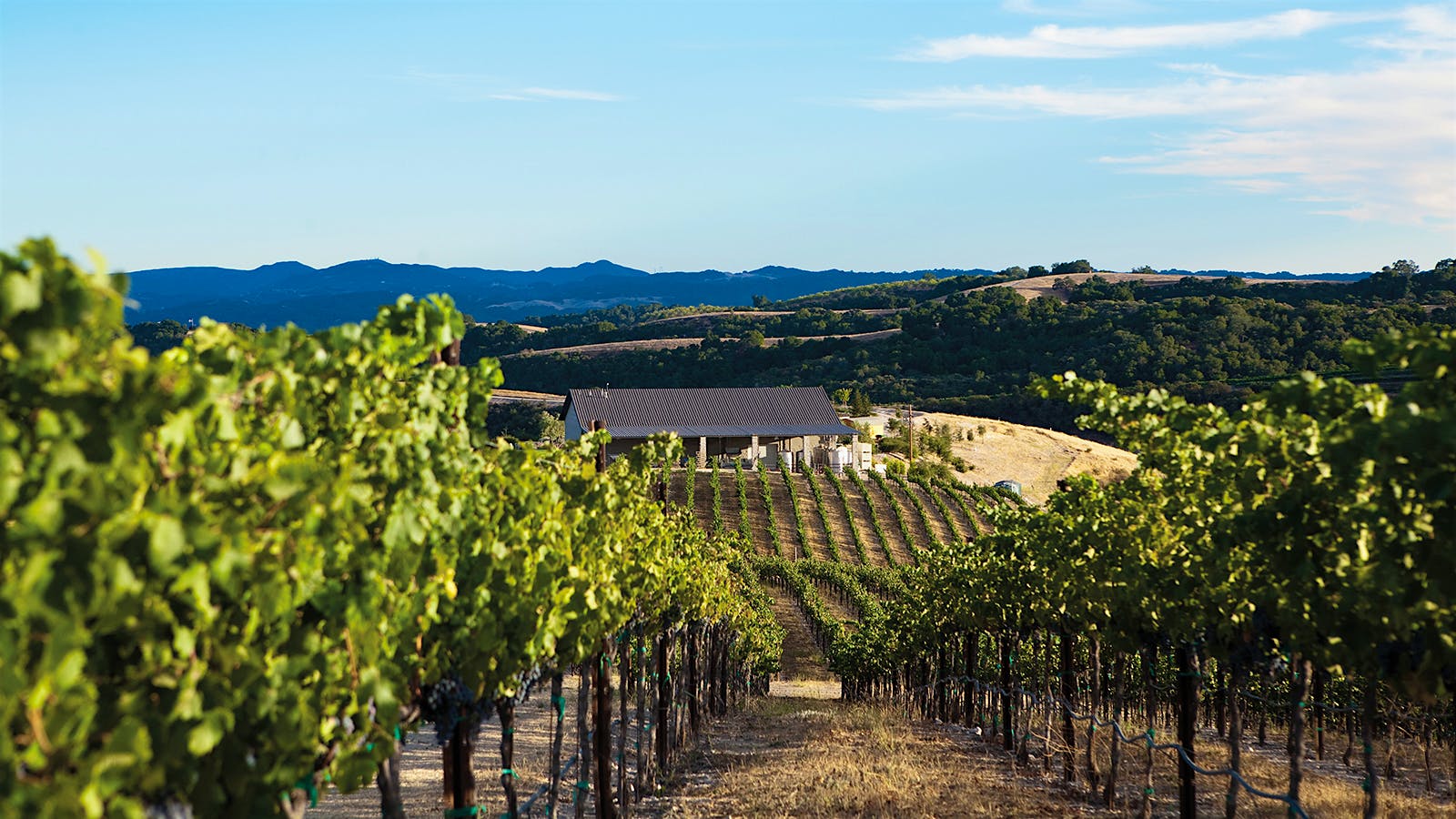  Calcareous vineyard in California's Paso Robles region