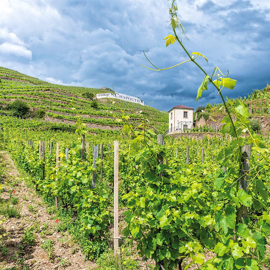 Michel Chapoutier’s Crozes-Hermitage bottlings give a taste of the famed producer’s style at a fraction of the price of his Hermitage cuvées.