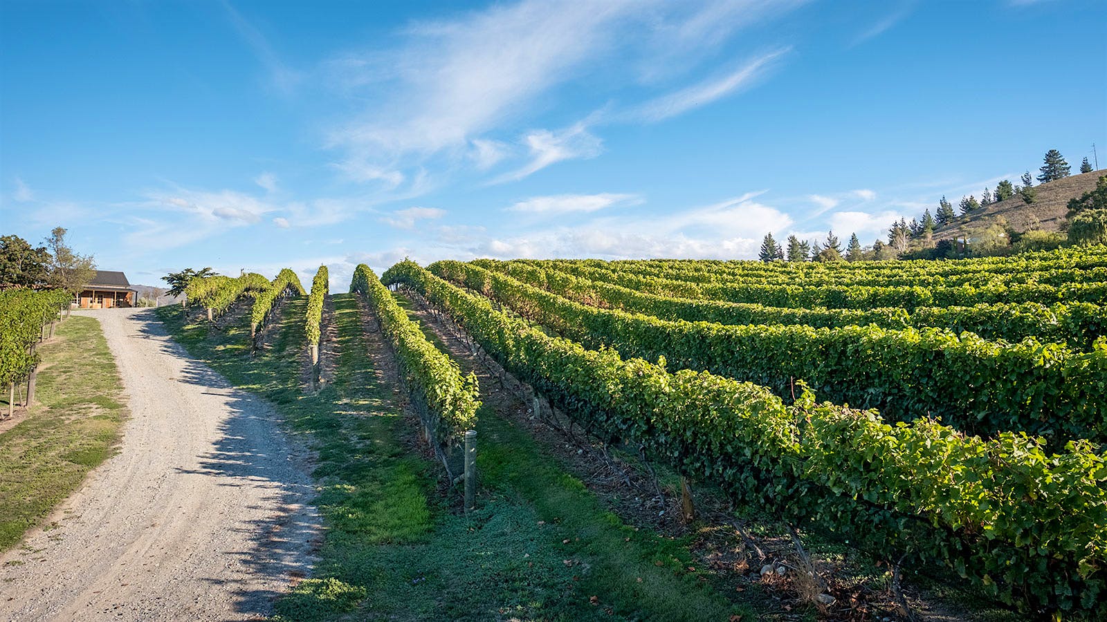 Sunny vineyard landscape