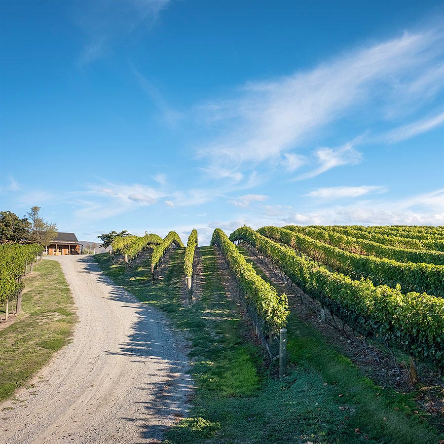 Sunny vineyard landscape