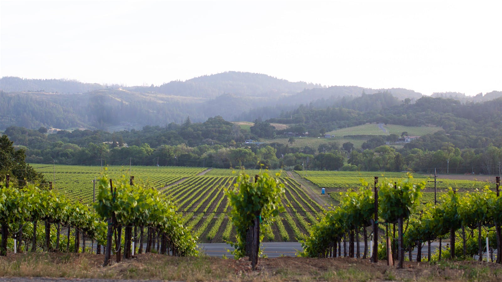  Timber Crest Vineyard in Sonoma's Dry Creek Valley.