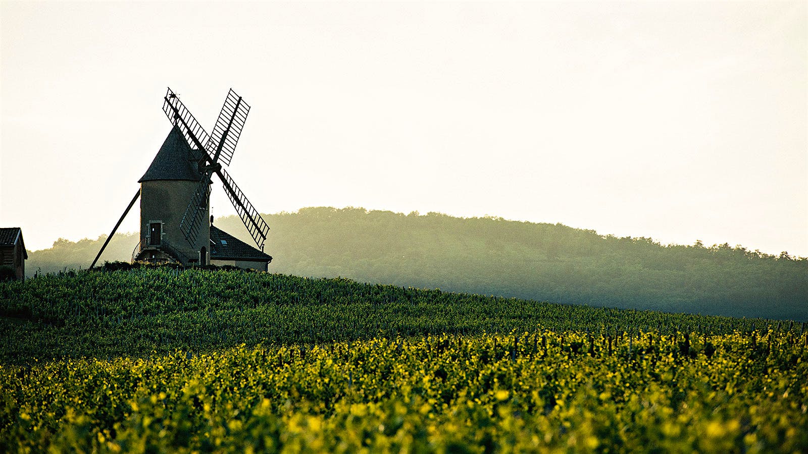  Windmill and vineyards at Ch&acirc;teau du Moulin-&agrave;-Vent