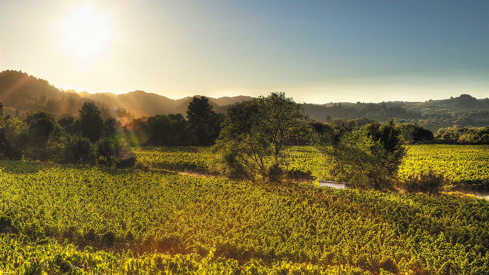Sonoma’s Dry Creek produces noteworthy Sauvignon Blanc from its 185 acres of sustainably farmed vineyards.