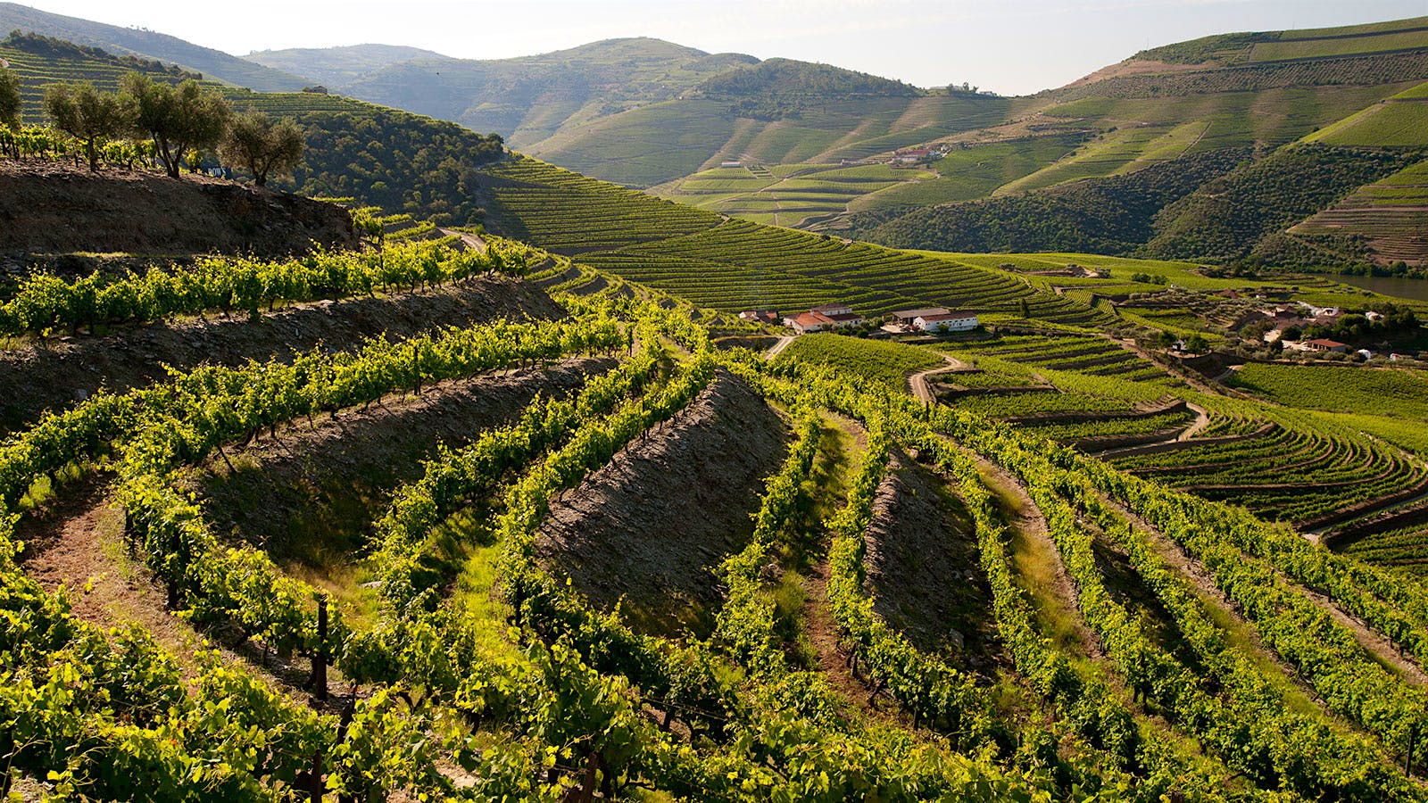In addition to esteemed Vintage and tawny Ports, Dow produces an excellent Late-Bottled Vintage bottling.