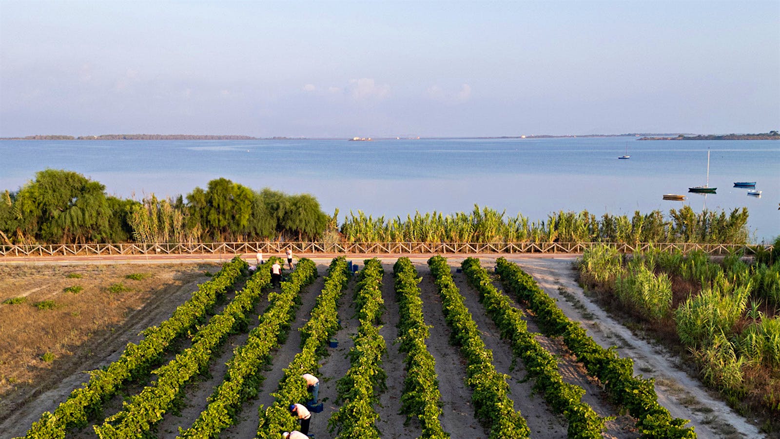  One of the Officina del Vento vineyards bordering the Stagnone lagoon
