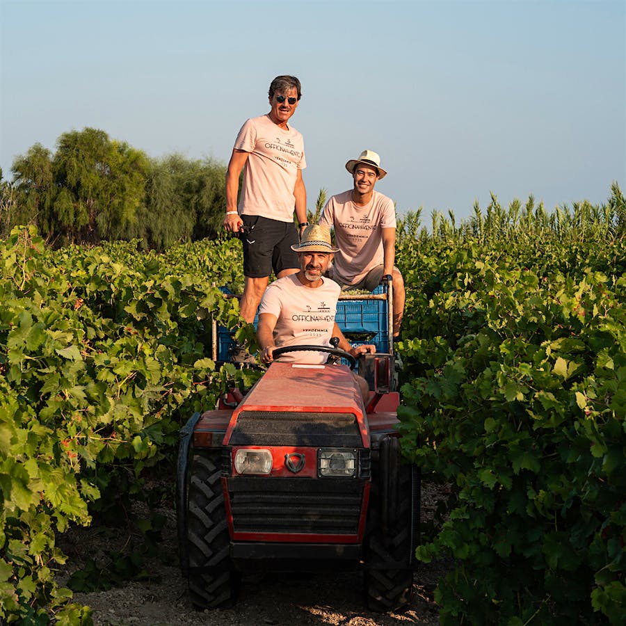 The Three Musketeers harvesting Grillo for Officina del Vento: Andrea Lonardi (standing), Gabriele Gorelli (wearing hat) and Pietro Russo (driving)