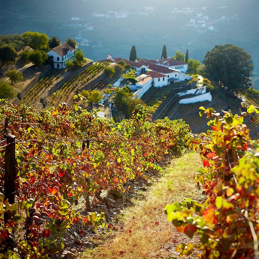 Though famous for its Nacional Vintage Port, Quinta do Noval produces an excellent, hearty dry red.