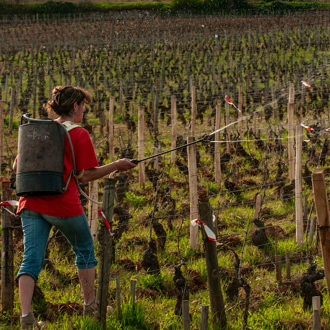Pas plus! A French vineyard worker sprays copper mixture on vines.
